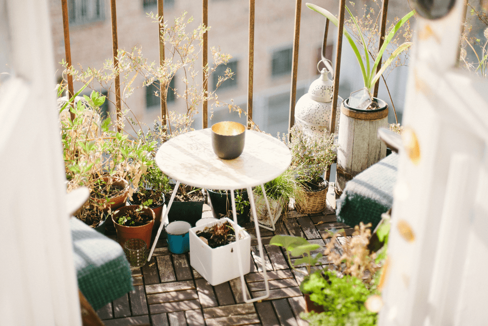 How to keep your outdoor potted plants alive Patch Plants